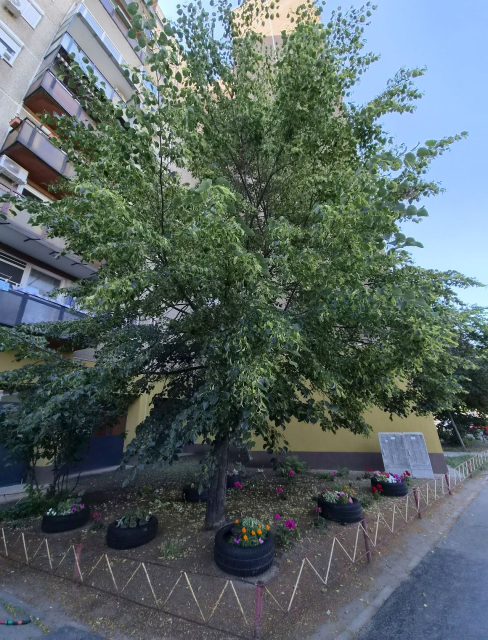 Kiadó Panel lakás Budapest IV. kerület Újpest-Központ István út